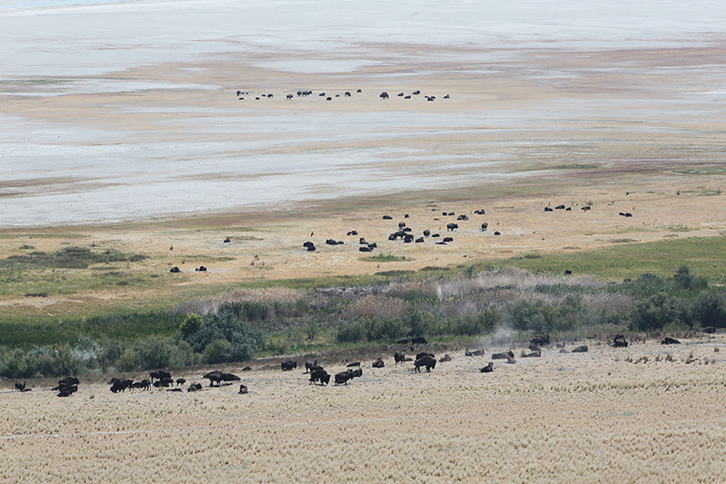 Bison : Antelope Island : Utah : Landscape Photos : Richard Moore : Photographer
